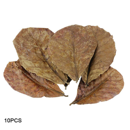 10pcs Grade A Natural Terminalia Catappa Foetida Leaves Island Almond Leaf Crystal Shrimp Improve Water Quality