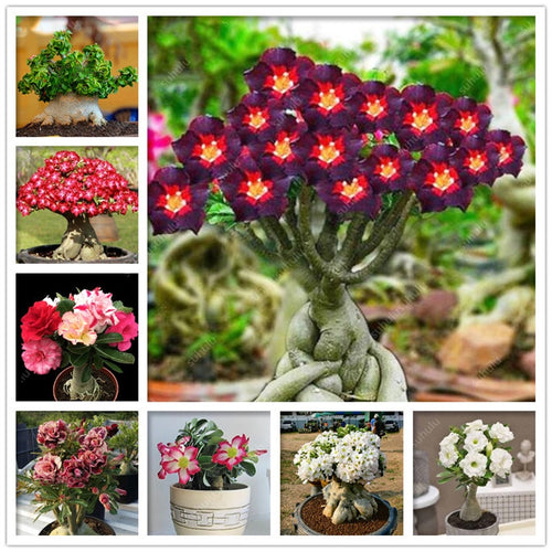 100% True Desert Rose Bonsai Ornamental Plants Balcony Bonsai Potted Flowers Drawf Adenium Obesum Bonsai -1 Particles/lot