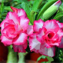 Load image into Gallery viewer, 100% True Desert Rose Bonsai Ornamental Plants Balcony Bonsai Potted Flowers Drawf Adenium Obesum Bonsai -1 Particles/lot
